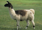 Llama & Alpaca Care Sheet
