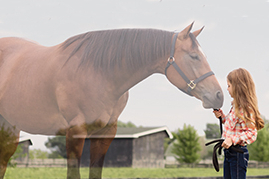 Equine Leptospirosis Vaccine Info